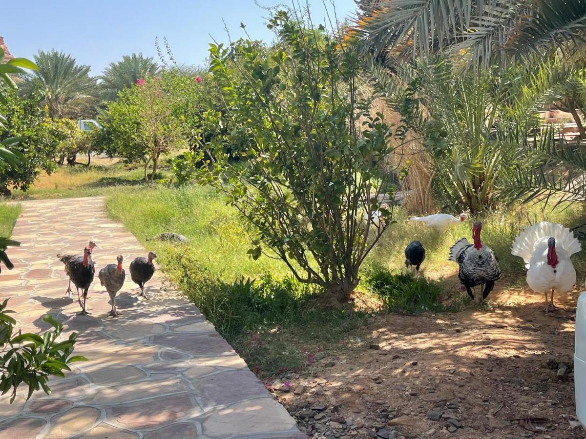 Rural Tents Naseem الخيمةالريفيةalouzaib Al Ula Exterior photo
